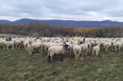 Élőhelyrekonstrukcióval a biodiverzitásért a bakonyi gyepeken