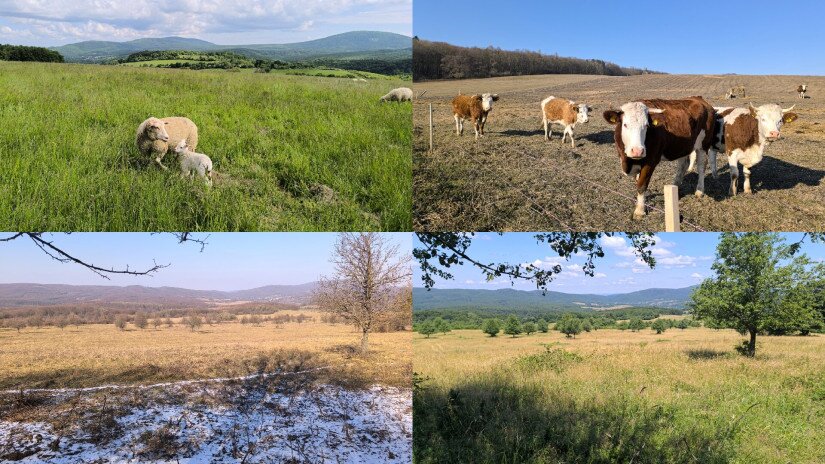 Élőhelyrekonstrukcióval a biodiverzitásért a bakonyi gyepeken