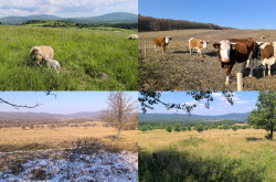Élőhelyrekonstrukcióval a biodiverzitásért a bakonyi gyepeken