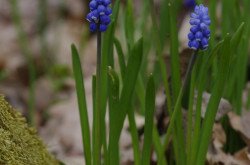 Epergyöngyike (Muscari botryoides)