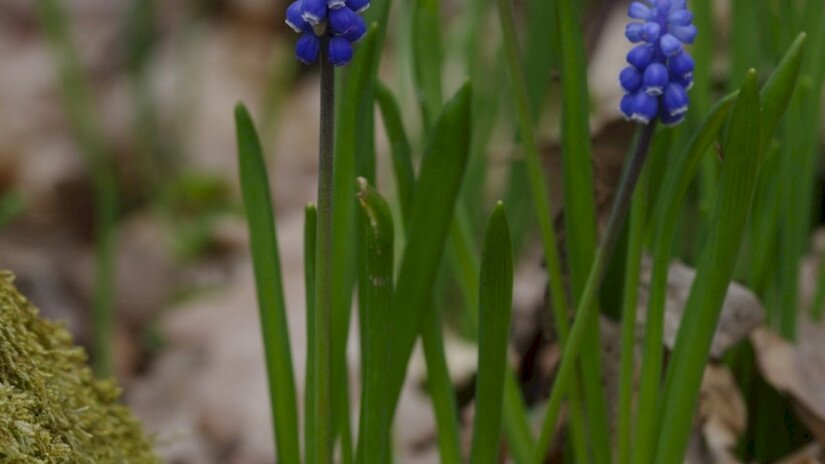 Epergyöngyike (Muscari botryoides)