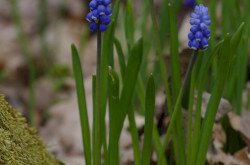 Epergyöngyike (Muscari botryoides)