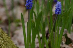 Epergyöngyike (Muscari botryoides)