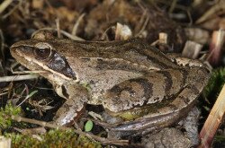 Erdei béka - Rana dalmatina