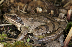 Erdei béka - Rana dalmatina