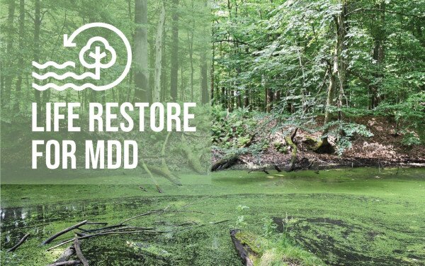 A Mura-Dráva-Duna menti ártéri erdei élőhelyek megőrzése és helyreállítása
