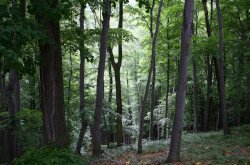 Erdőrészlet a Magas-bakonyi Tájvédelmi Körzetben