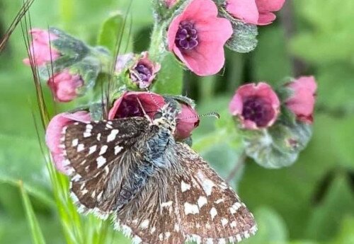 Erhaltung der biologischen Vielfalt