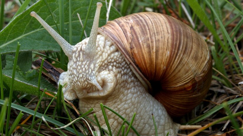 Éti csiga (Helix pomatia)