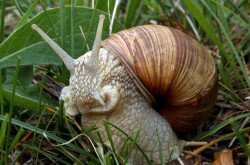 Éti csiga (Helix pomatia)