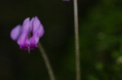  Europäische Alpenveilchen (Cyclamen purpurascens)