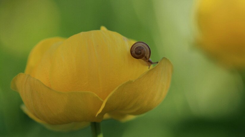 Europäische Trollblume (Trollius europaeus )