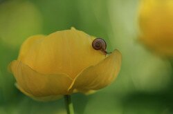 Europäische Trollblume (Trollius europaeus )