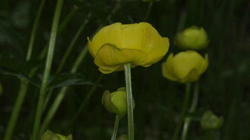 Europäische Trollblume (Trollius europaeus )