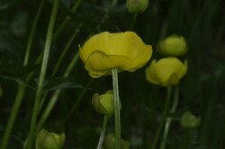 Europäische Trollblume (Trollius europaeus )