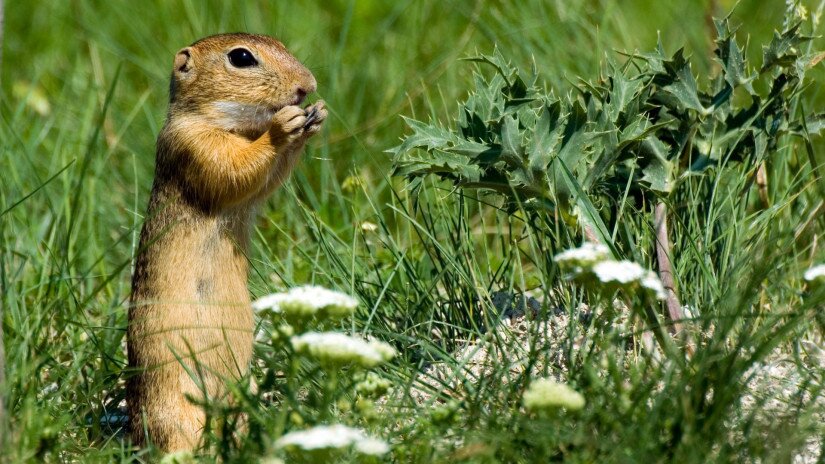 Europäischer Ziesel (Spermophilus citellus)