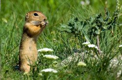 Europäischer Ziesel (Spermophilus citellus)