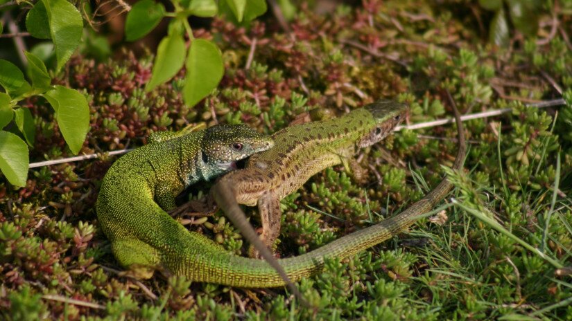 European green lizards (Lacerta viridis)