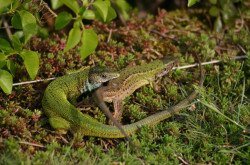 European green lizards (Lacerta viridis)