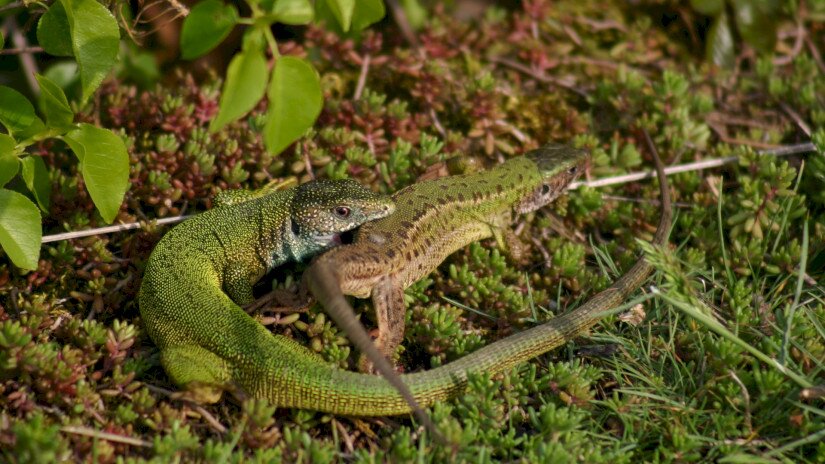 European green lizards (Lacerta viridis)