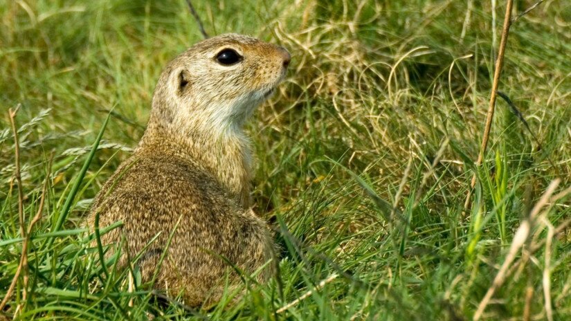 European ground squirrel 