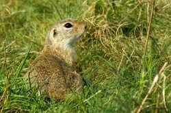 European ground squirrel 