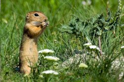 European ground squirrel (Spermophilus citellus)