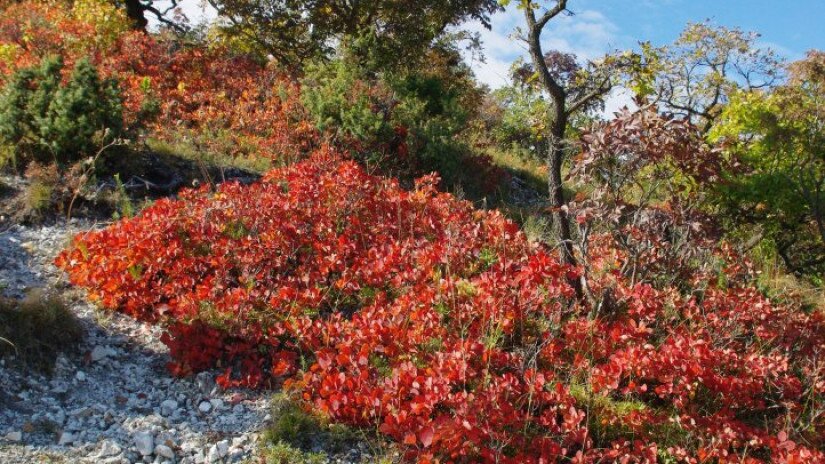 European smoketree