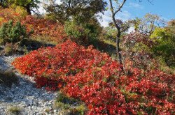 European smoketree