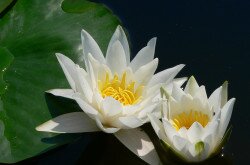  European white water lily (Nymphaea alba)