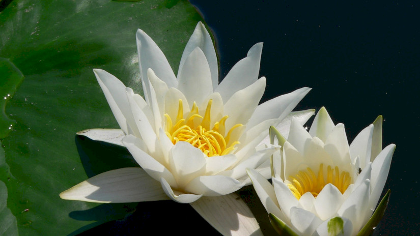  European white water lily (Nymphaea alba)