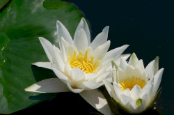  European white water lily (Nymphaea alba)