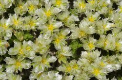 Ezüstaszott (Paronychia cephalotes)