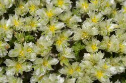 Ezüstaszott (Paronychia cephalotes)