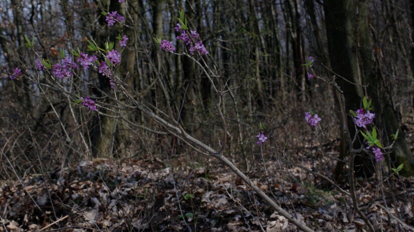 Farkasboroszlán (Daphne mezereum)