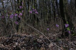 Farkasboroszlán (Daphne mezereum)