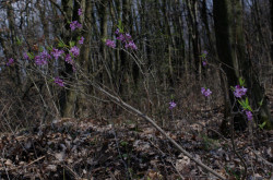 Farkasboroszlán (Daphne mezereum)