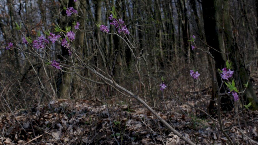 Farkasboroszlán (Daphne mezereum)