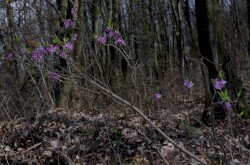 Farkasboroszlán (Daphne mezereum)