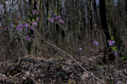 Farkasboroszlán (Daphne mezereum)