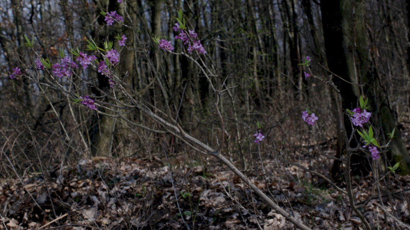 Farkasboroszlán (Daphne mezereum)
