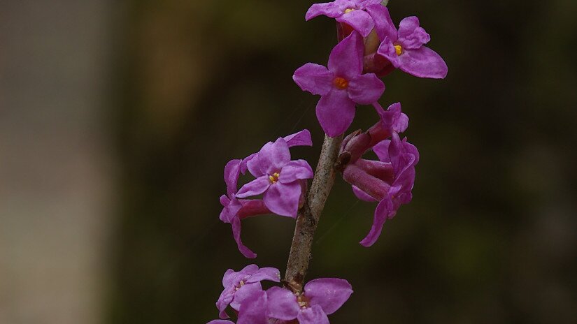 Farkasboroszlán (Daphne mezereum)