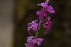 Farkasboroszlán (Daphne mezereum)