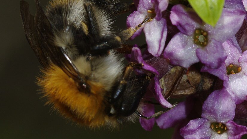 Farkasboroszlán (Daphne mezereum) és poszméh