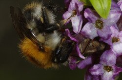 Farkasboroszlán (Daphne mezereum) és poszméh