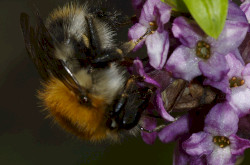 Farkasboroszlán (Daphne mezereum) és poszméh