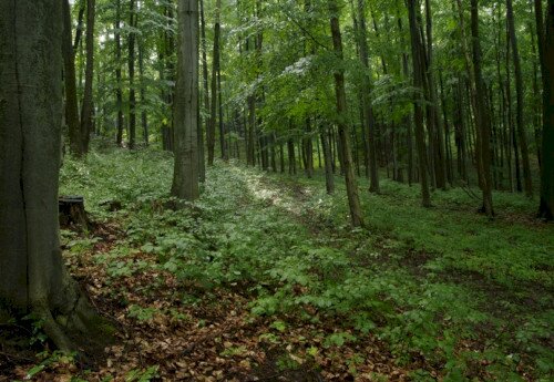Experimental Forest of Farkasgyepű