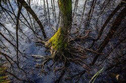 Február másodika a Vizes Élőhelyek Világnapja