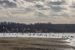 Február másodika a Vizes Élőhelyek Világnapja