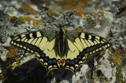 Fecskefarkú lepke (Papilio machaon)